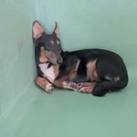 Sunny, chienne à adopter