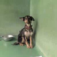 Snow, chienne à adopter