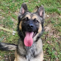 LEO, chien à adopter