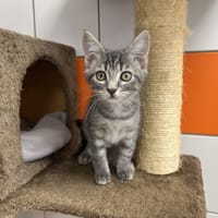 SERGE, chat à adopter