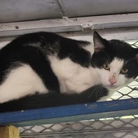 BERLIOZ, chat à adopter