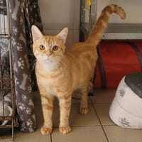 TIGGER, chat à adopter