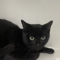 DJANGO, chat à adopter