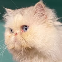 KHEOPS, chat à adopter