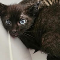 Lascar, chat à adopter