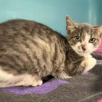 AYA, chatte à adopter