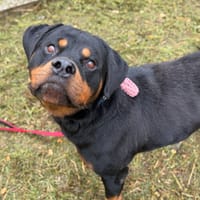 HERVE, chien à adopter
