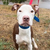 LUCIUS, chien à adopter