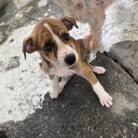 RAN, chienne à adopter