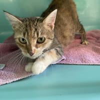 KALI, chatte à adopter