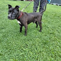 Tyson, chien à adopter