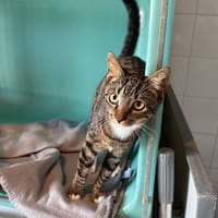 NOX, chat à adopter