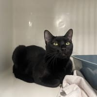 JEZIE, chatte à adopter