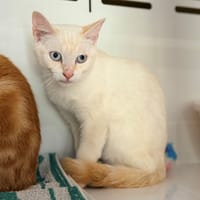 KIM, chat à adopter
