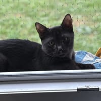 BOREAL, chat à adopter