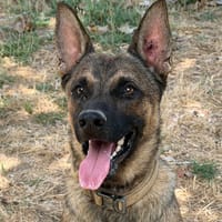 VELOCE, chien à adopter