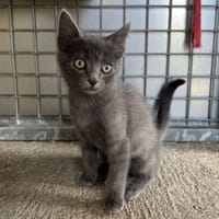 CLOTAIRE, chat à adopter