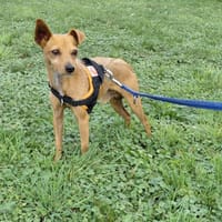 LOULOU, chien à adopter