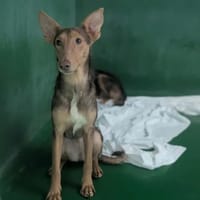 Sadie, chienne à adopter