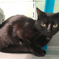 BOLIVIE, chatte à adopter