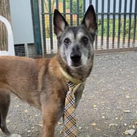 Mila, chienne à adopter