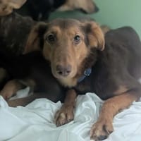 Hope, chienne à adopter