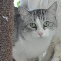Végas CAB6350, chat à adopter