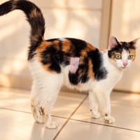 Bonnie, chatte à adopter