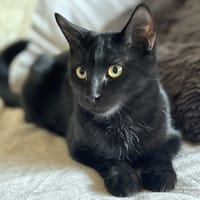 BAYA, chatte à adopter