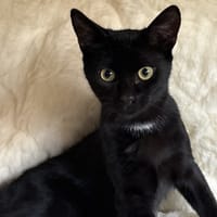 BAGHEERA, chat à adopter
