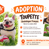 TOUPETTE réservée, chienne à adopter