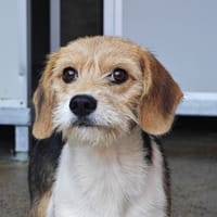 LILIBETH, chienne à adopter