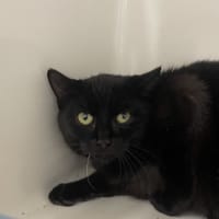 ZINA, chatte à adopter
