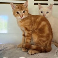 KIP, chat à adopter