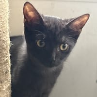 BAIKA, chatte à adopter