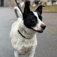 AOSTE, chienne à adopter