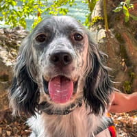 TANGO, chien à adopter