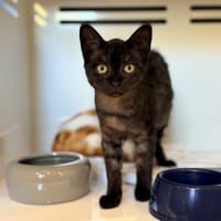 ORLOV, chatte à adopter