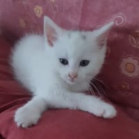 BIBOU, chat à adopter