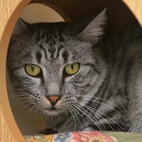 Valois CAB6351, chat à adopter