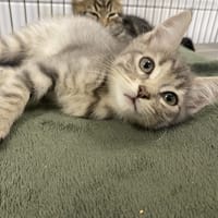 MIEL, chat à adopter
