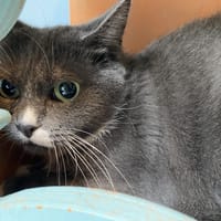 GRISOU, chatte à adopter