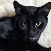 BERLIOZ, chat à adopter