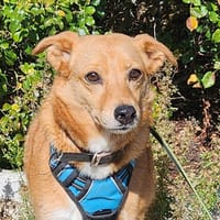 RILLETTE, chienne à adopter