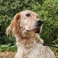 Sultan, chien à adopter