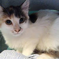 Pelta, chatte à adopter