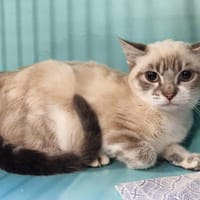 Poudre, chatte à adopter