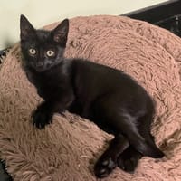 LYSIE, chatte à adopter