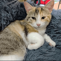 AUTOMNE, chatte à adopter