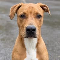 GAMBI, chien à adopter